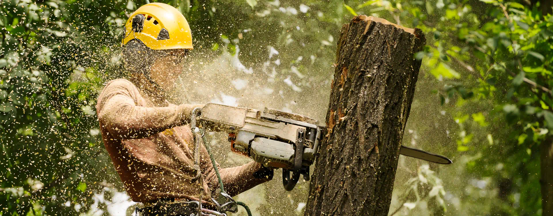 tree cutting with a chansaw